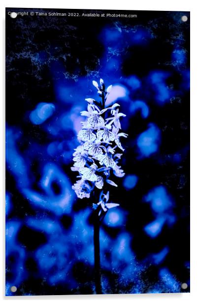 Dactylorhiza maculata, Heath Spotted Orchid in Blu Acrylic by Taina Sohlman