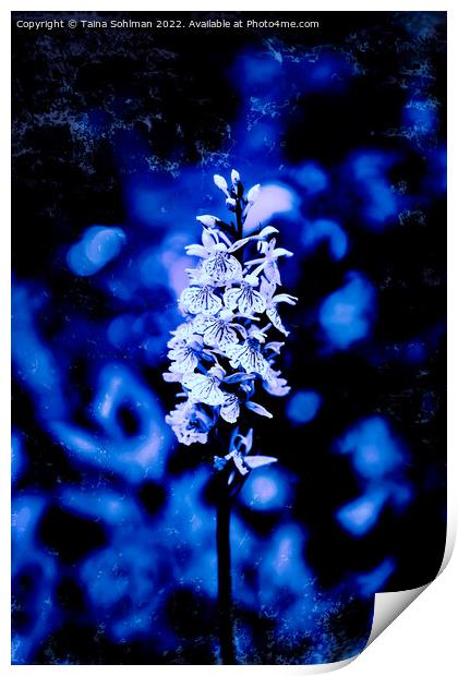 Dactylorhiza maculata, Heath Spotted Orchid in Blu Print by Taina Sohlman
