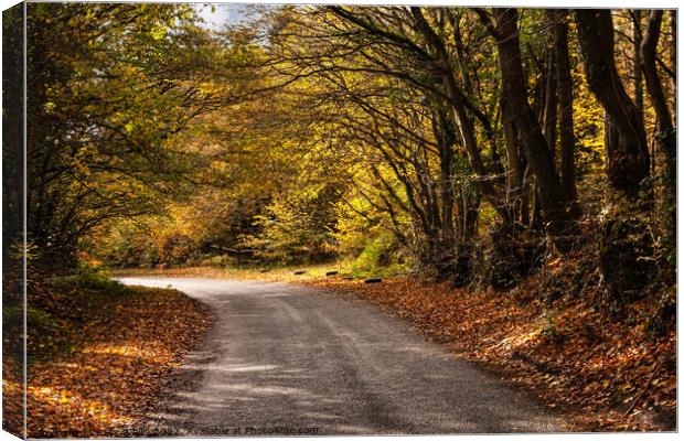 Sussex country lane in Autumn Canvas Print by Sally Wallis