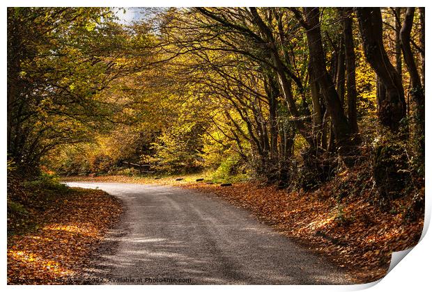 Sussex country lane in Autumn Print by Sally Wallis