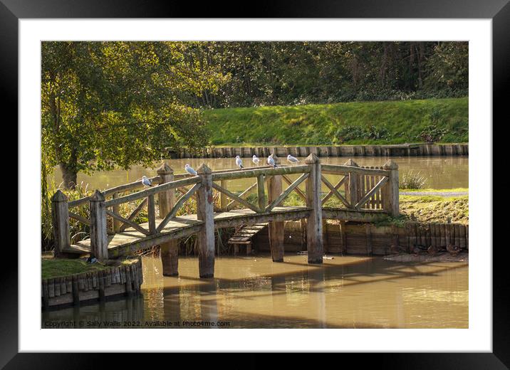 Seagulls perched on rustic bridge Framed Mounted Print by Sally Wallis