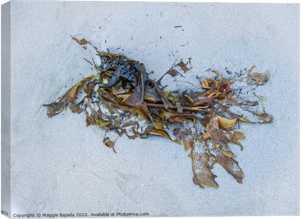 Seaweed on White Sand Canvas Print by Maggie Bajada