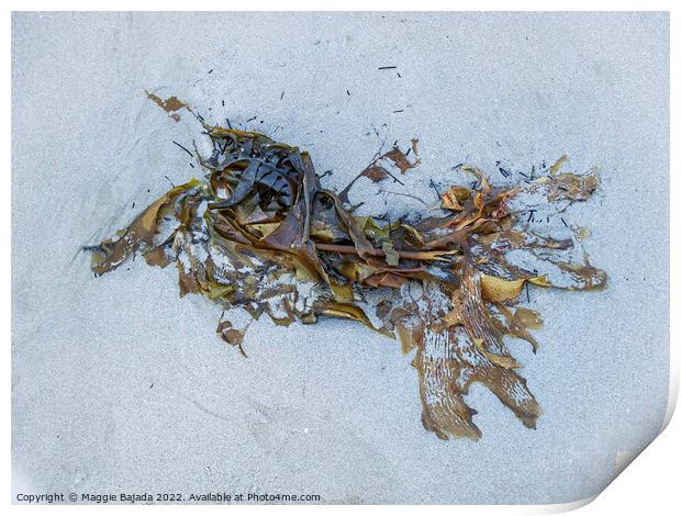 Seaweed on White Sand Print by Maggie Bajada