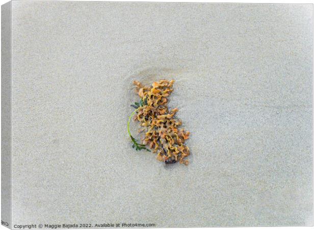 Lonely Seaweed on a White Sand. Canvas Print by Maggie Bajada