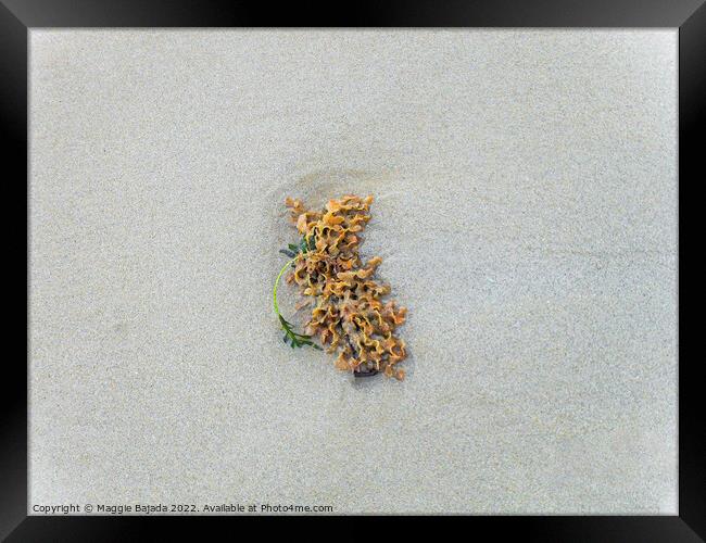Lonely Seaweed on a White Sand. Framed Print by Maggie Bajada