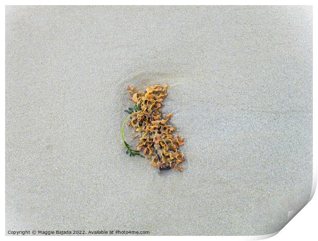 Lonely Seaweed on a White Sand. Print by Maggie Bajada