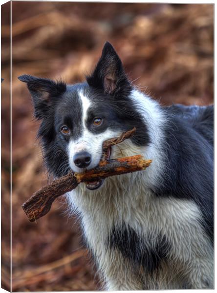 The Playful and Loyal Border Collie Canvas Print by Mike Gorton