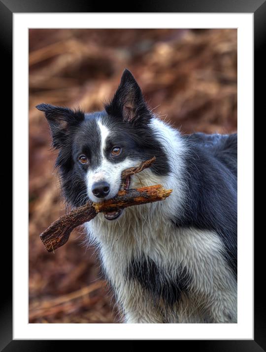 The Playful and Loyal Border Collie Framed Mounted Print by Mike Gorton