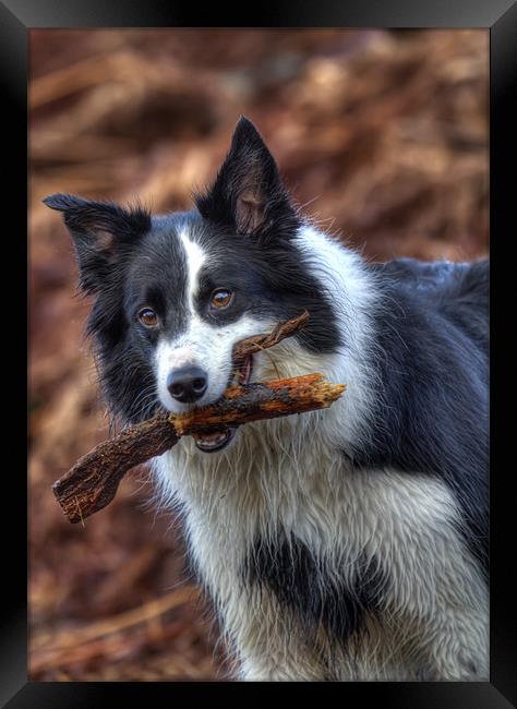 The Playful and Loyal Border Collie Framed Print by Mike Gorton