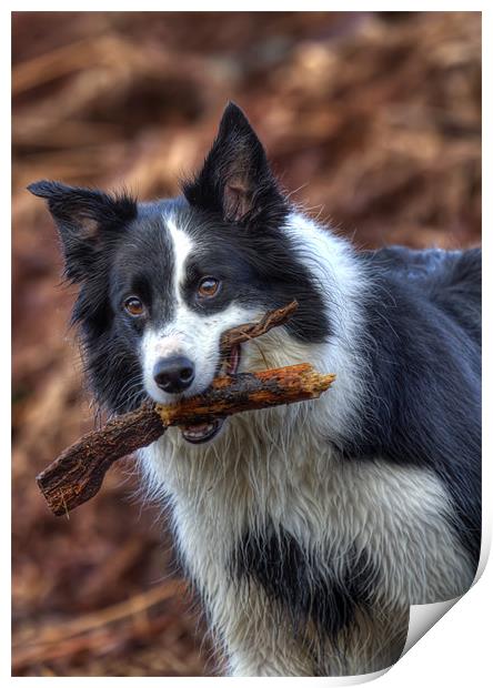 The Playful and Loyal Border Collie Print by Mike Gorton