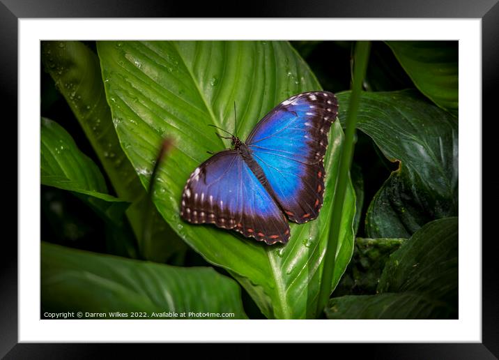 Blue Morpho butterfly  Framed Mounted Print by Darren Wilkes