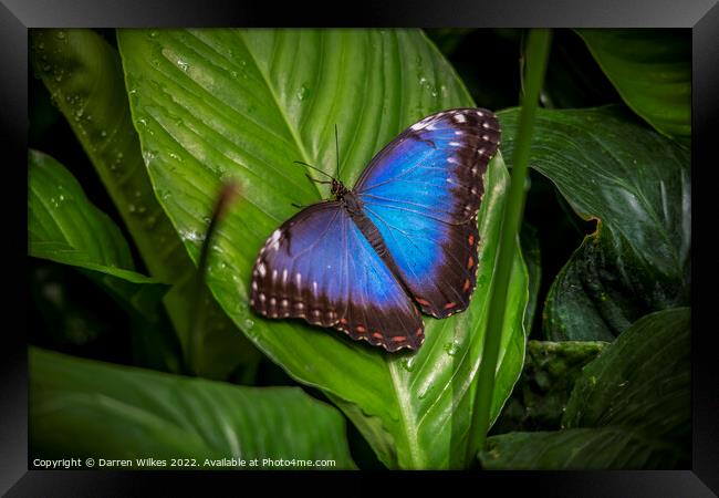 Blue Morpho butterfly  Framed Print by Darren Wilkes