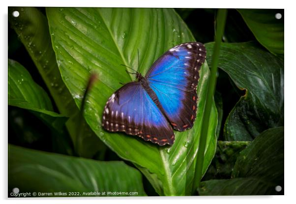 Blue Morpho butterfly  Acrylic by Darren Wilkes