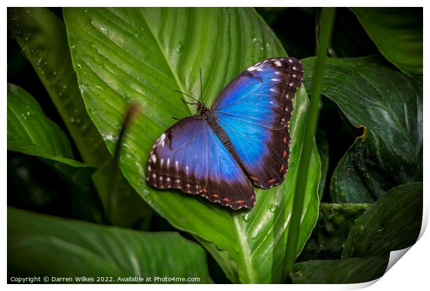 Blue Morpho butterfly  Print by Darren Wilkes