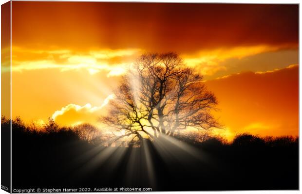 Majestic Oak Tree at Sunset Canvas Print by Stephen Hamer