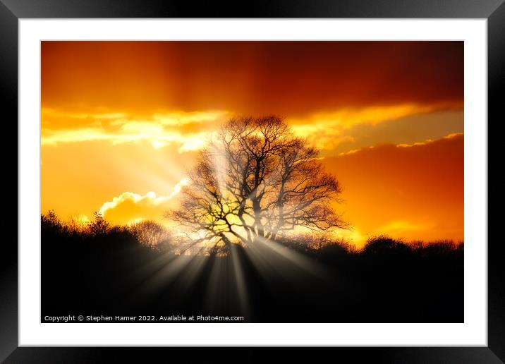 Majestic Oak Tree at Sunset Framed Mounted Print by Stephen Hamer