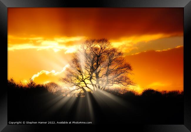 Majestic Oak Tree at Sunset Framed Print by Stephen Hamer