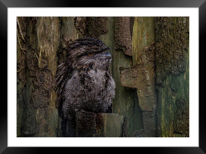 Majestic Owl Perched on Tree Branch Framed Mounted Print by kathy white