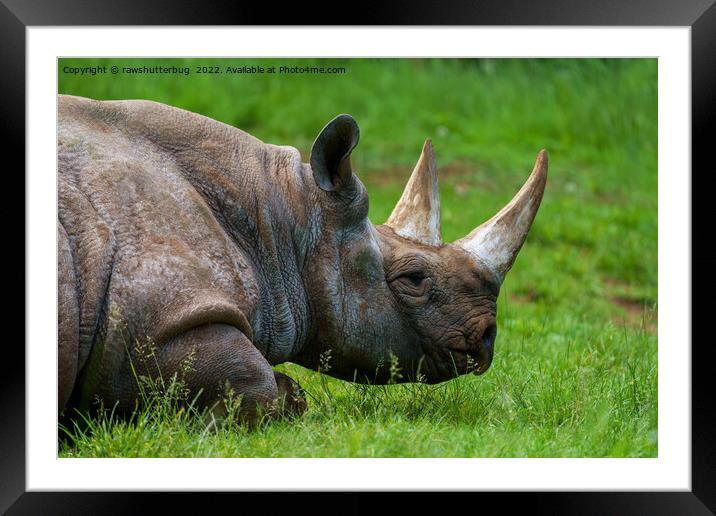 Rhino In The Grass Framed Mounted Print by rawshutterbug 