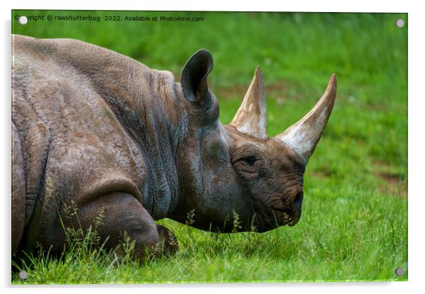 Rhino In The Grass Acrylic by rawshutterbug 