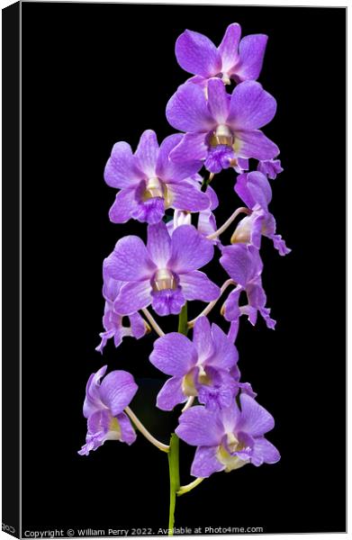 Purple Orchids Flowers Black Background Honolulu Hawaii Canvas Print by William Perry