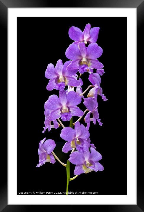 Purple Orchids Flowers Black Background Honolulu Hawaii Framed Mounted Print by William Perry