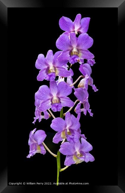 Purple Orchids Flowers Black Background Honolulu Hawaii Framed Print by William Perry