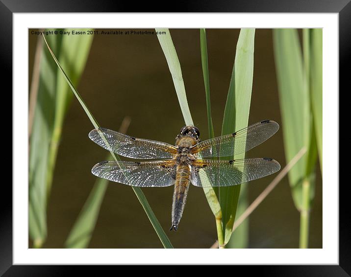 Dragonfly settling on leaf beside pond Framed Mounted Print by Gary Eason