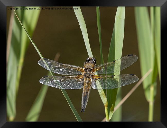 Dragonfly settling on leaf beside pond Framed Print by Gary Eason