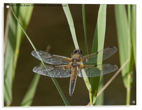 Dragonfly settling on leaf beside pond Acrylic by Gary Eason