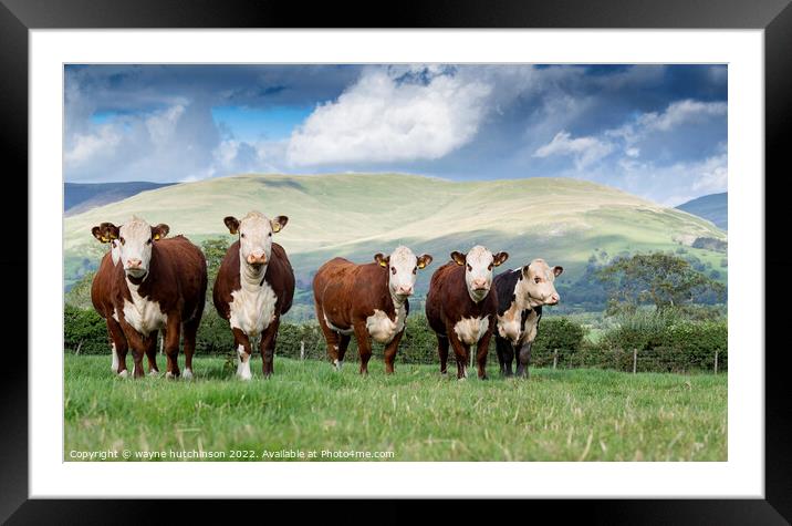 Hereford cattle Framed Mounted Print by wayne hutchinson