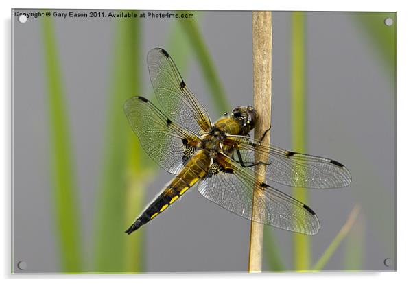 Dragonfly on reed Acrylic by Gary Eason