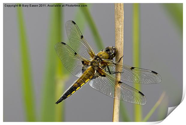 Dragonfly on reed Print by Gary Eason