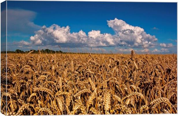 Fields of Golden Corn Canvas Print by Martyn Arnold
