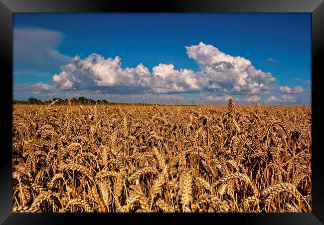 Fields of Golden Corn Framed Print by Martyn Arnold