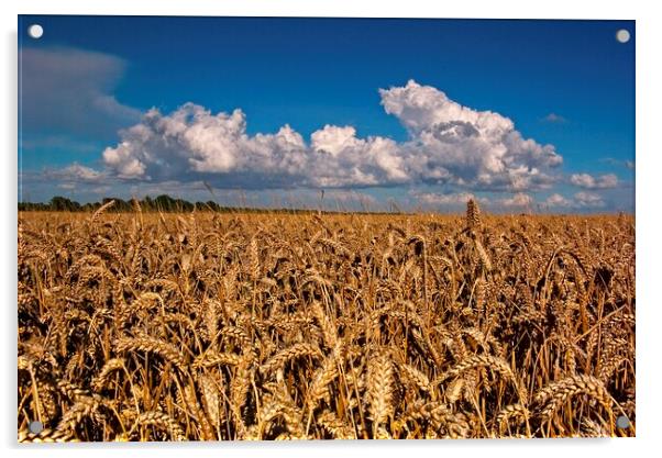 Fields of Golden Corn Acrylic by Martyn Arnold