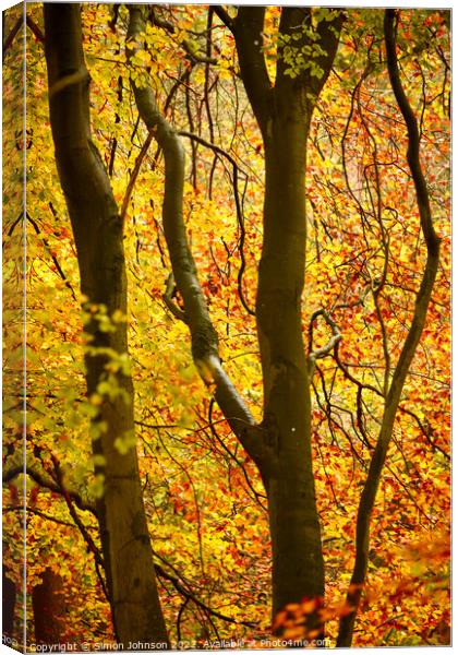 Autumn colour Canvas Print by Simon Johnson