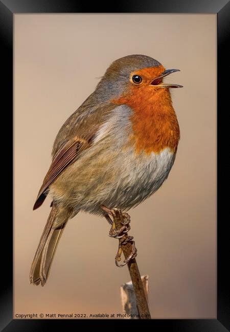 Animal bird Robin Framed Print by Matt Pennal