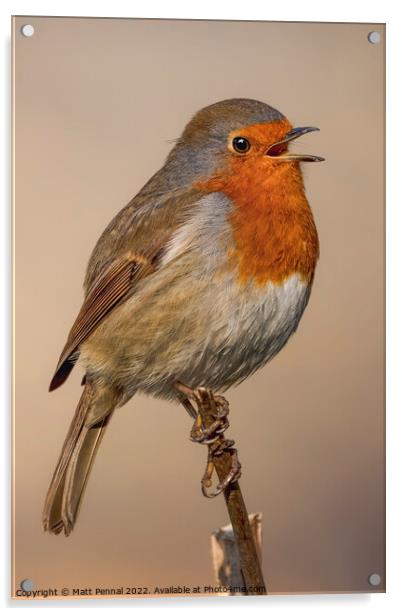 Animal bird Robin Acrylic by Matt Pennal