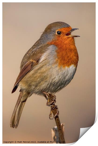 Animal bird Robin Print by Matt Pennal
