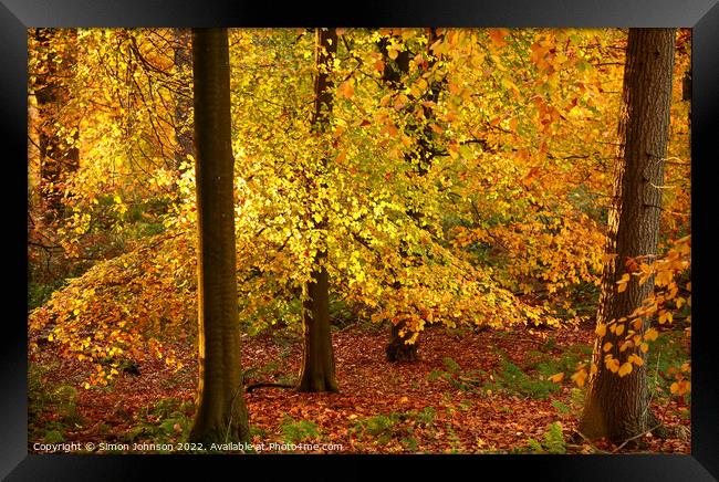 Autumn colour Framed Print by Simon Johnson