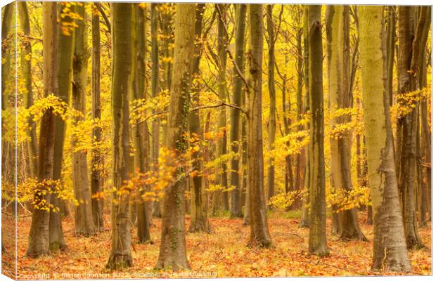 Autumnal woodland  Canvas Print by Simon Johnson