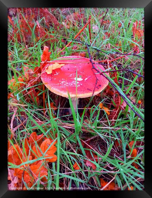 Fungus In Woods Framed Print by philip milner
