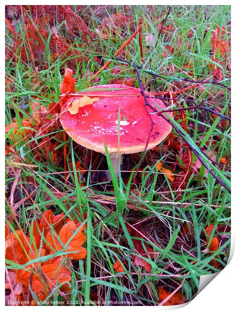 Fungus In Woods Print by philip milner
