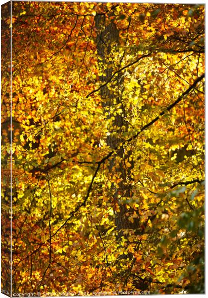 sunlit autumn Leaves Canvas Print by Simon Johnson