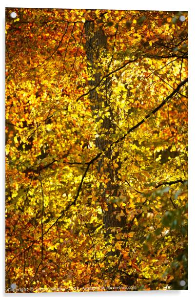 sunlit autumn Leaves Acrylic by Simon Johnson