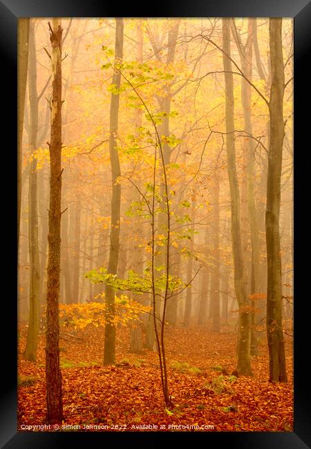 misty autumn woodland Framed Print by Simon Johnson
