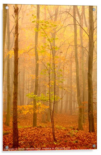misty autumn woodland Acrylic by Simon Johnson