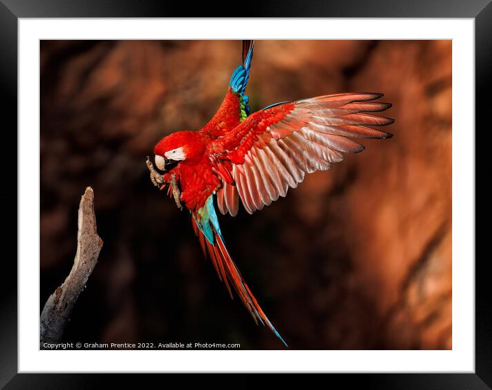 Red-and-green Macaw in the Pantanal, Brazil Framed Mounted Print by Graham Prentice