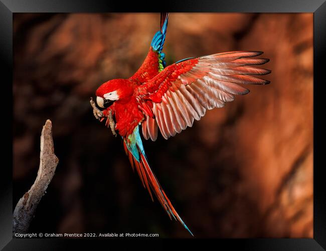 Red-and-green Macaw in the Pantanal, Brazil Framed Print by Graham Prentice